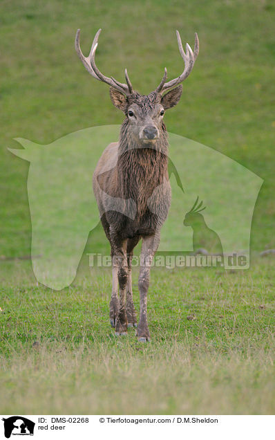 red deer / DMS-02268
