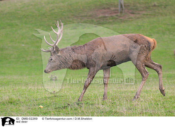 red deer / DMS-02269
