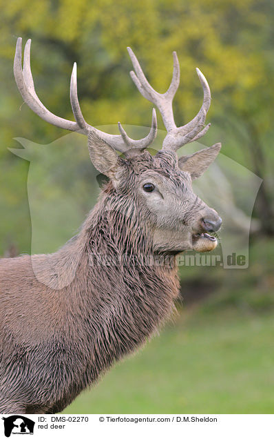 red deer / DMS-02270