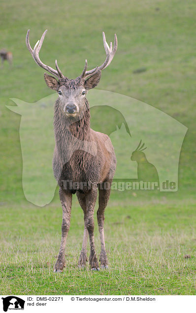 red deer / DMS-02271
