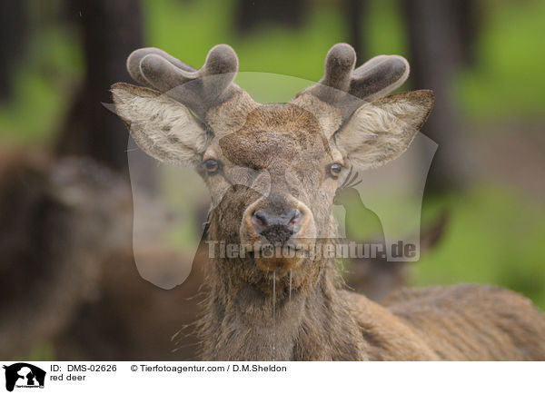 red deer / DMS-02626