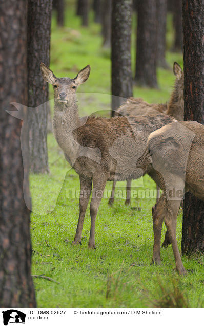 Rothirsche / red deer / DMS-02627
