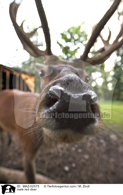 male red deer / MAZ-02575