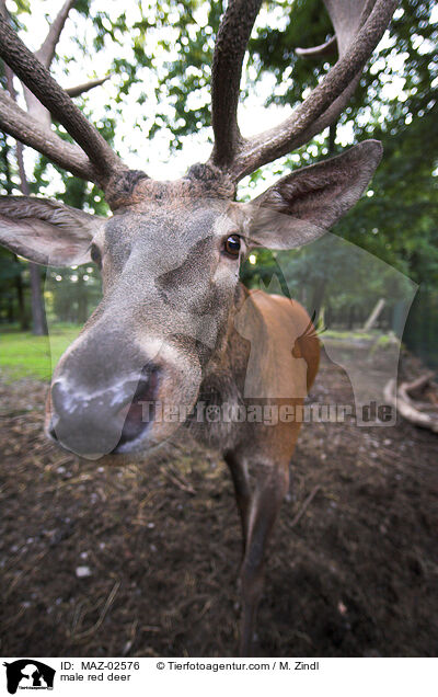 male red deer / MAZ-02576