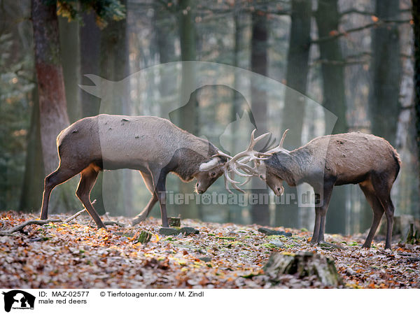 male red deers / MAZ-02577