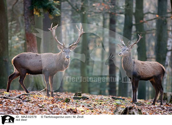 red deer / MAZ-02578
