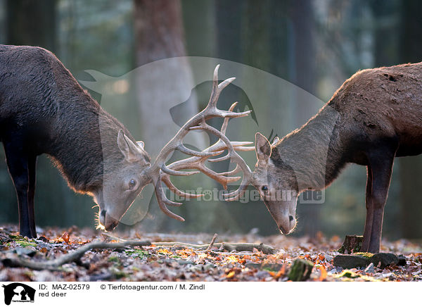red deer / MAZ-02579