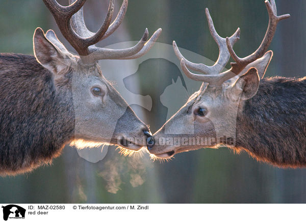 red deer / MAZ-02580