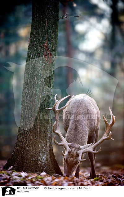 red deer / MAZ-02581