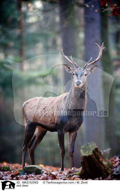 red deer / MAZ-02582