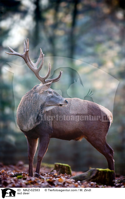 red deer / MAZ-02583