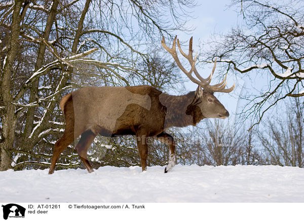 red deer / AT-01261