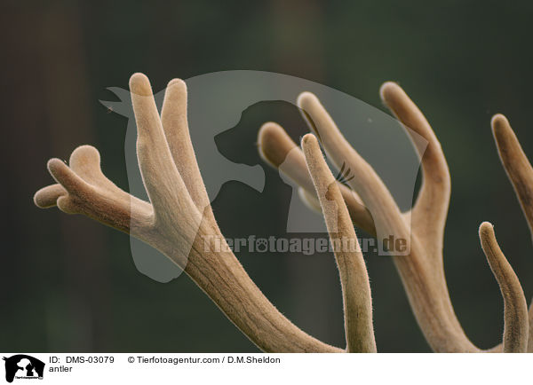 antler / DMS-03079
