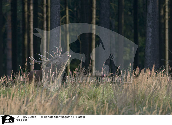 Rothirsch / red deer / THA-02985
