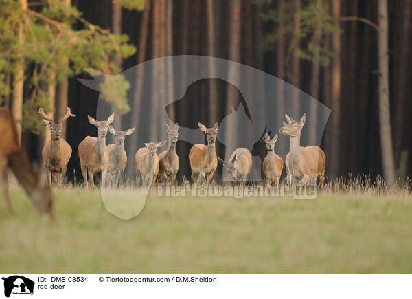 red deer / DMS-03534