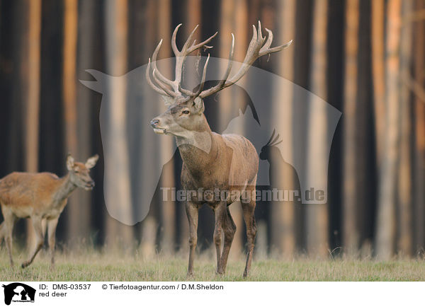 red deer / DMS-03537