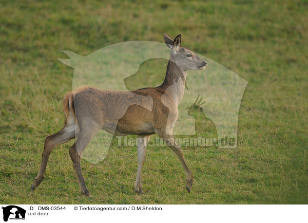 red deer / DMS-03544