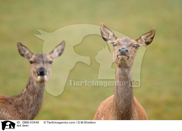 Rotwild / red deer / DMS-03548