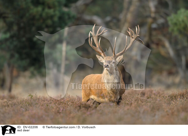 red deer / DV-02206