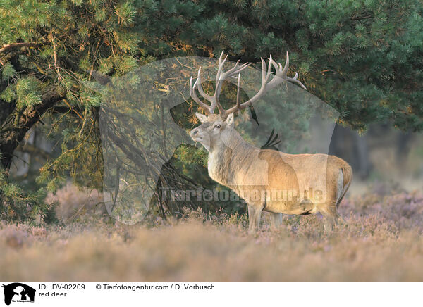 red deer / DV-02209