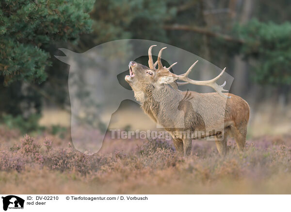 red deer / DV-02210