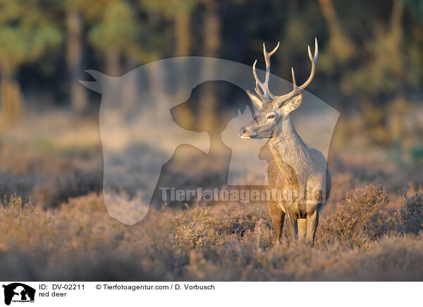 red deer / DV-02211