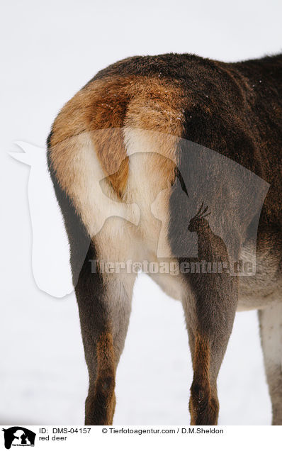 red deer / DMS-04157