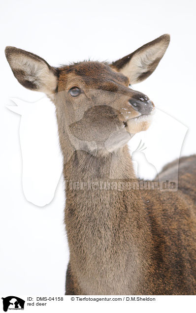 red deer / DMS-04158