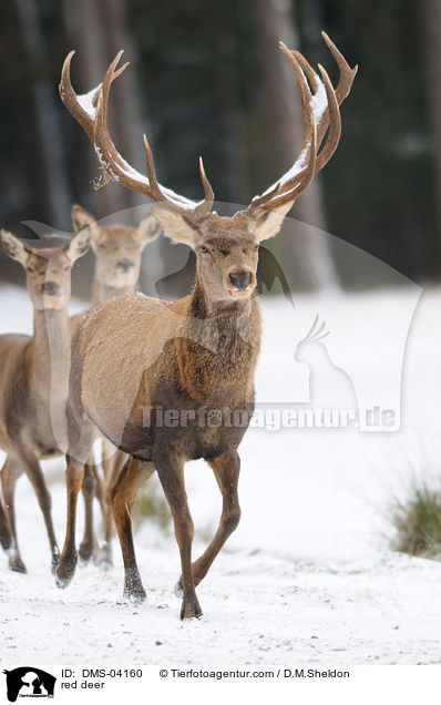 red deer / DMS-04160