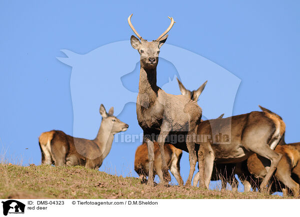 red deer / DMS-04323