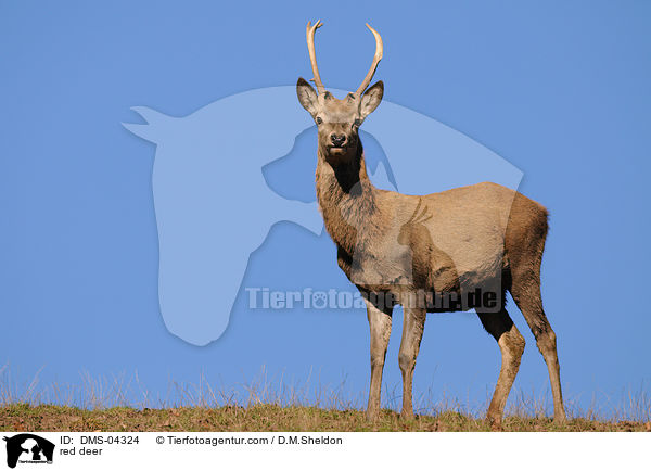 red deer / DMS-04324