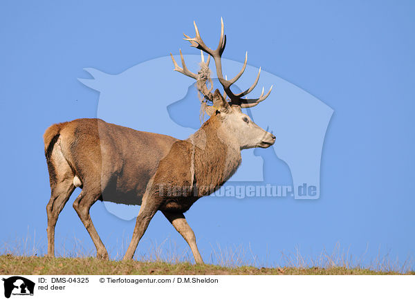 red deer / DMS-04325