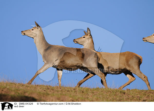 red deer / DMS-04326