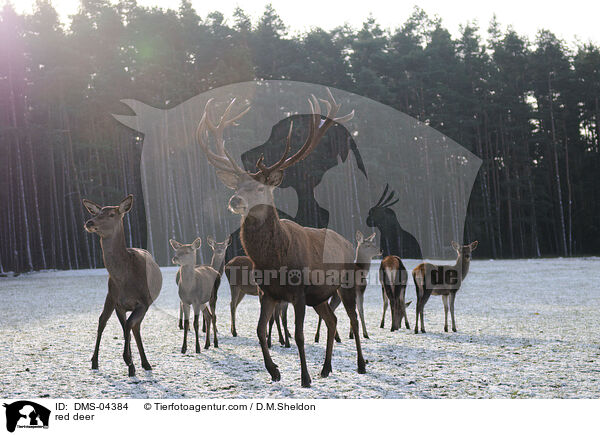 red deer / DMS-04384