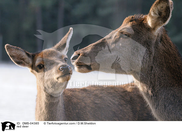 red deer / DMS-04385