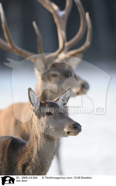 red deer / DMS-04386