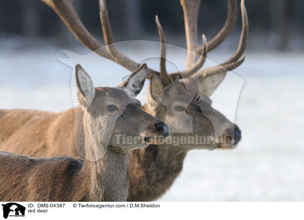 red deer / DMS-04387