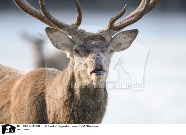 red deer / DMS-04388