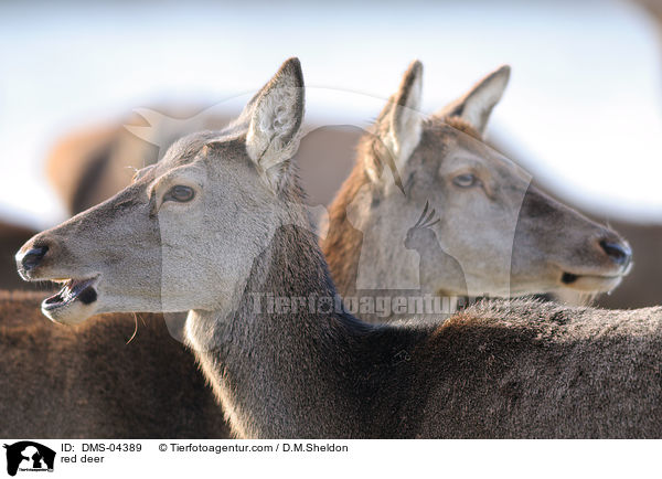 red deer / DMS-04389