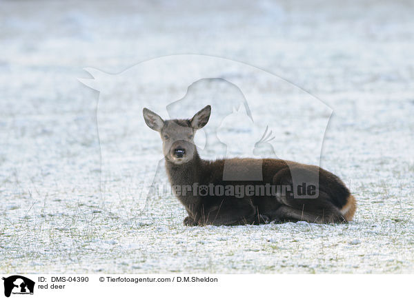 red deer / DMS-04390