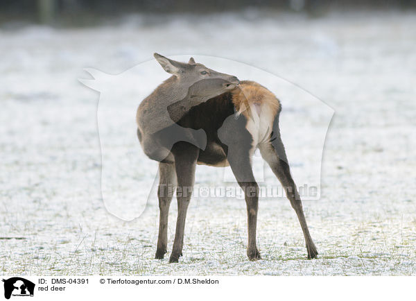 red deer / DMS-04391