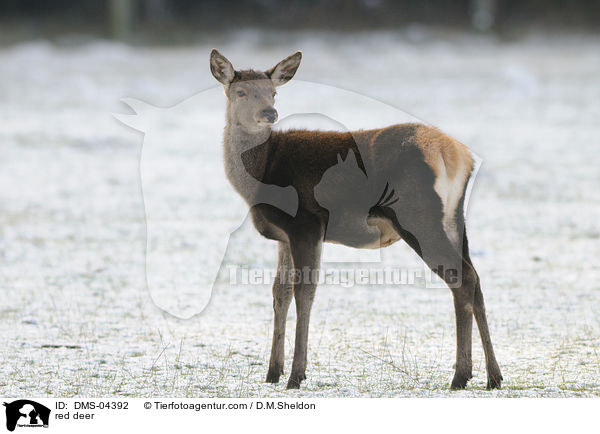 red deer / DMS-04392