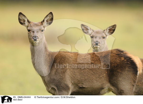 red deer / DMS-04444