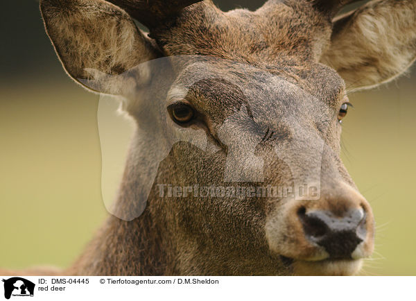red deer / DMS-04445