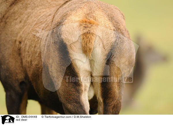 red deer / DMS-04448