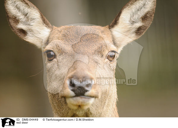red deer / DMS-04449