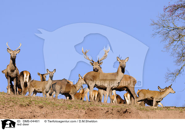 red deer / DMS-04461