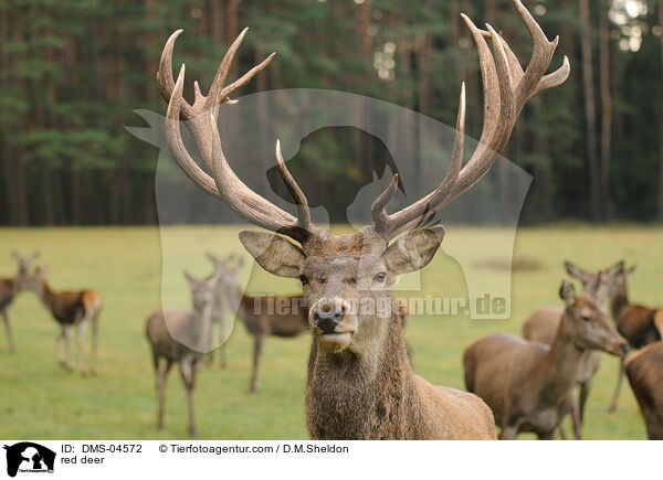 red deer / DMS-04572