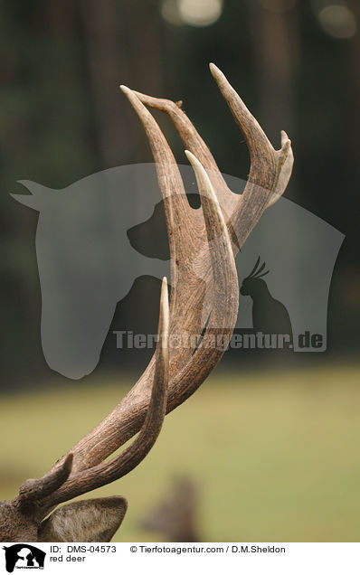 red deer / DMS-04573