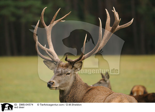 red deer / DMS-04574